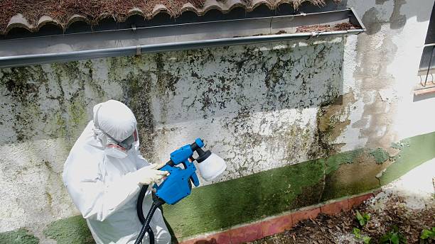 Mold Removal service in Beccaria
